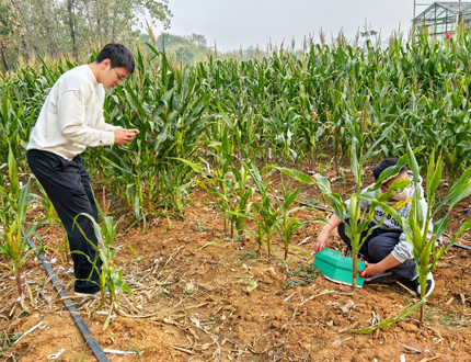 <strong>华中农业大学植物根系发育研究</strong>